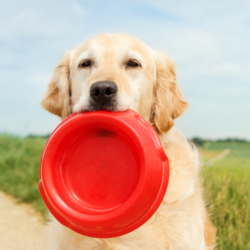 Progetto senza titolo (2)